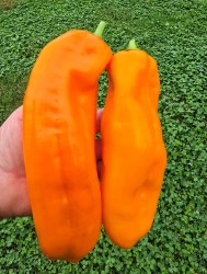 palermo orange